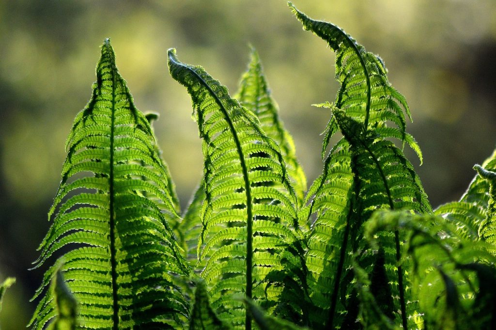 ferns, foliage, plants-1379020.jpg